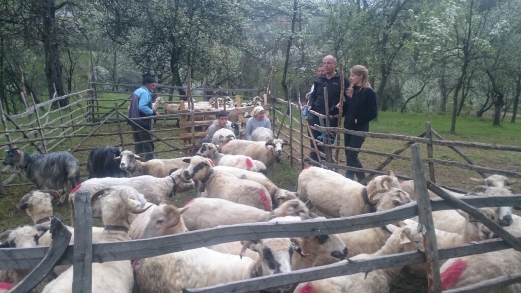 Roemenië – foto 40